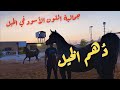 دُهم الخيل ملوكها - فيديو عن جمال الخيل العربية الأصيلة السوداء 😍