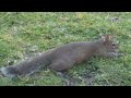 Eastern Grey Squirrel Laying Flat On Tummy 3