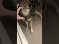 Ferocious Wolf Demands No Touching And Then Doesn’t
