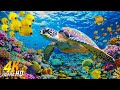 [NEW] 4HRS Stunning 4K Underwater Wonders - Relaxing Music, Coral Reefs, Fish, Colorful Sea Life #22