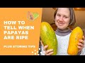 How To Tell When Papayas Are Ripe + Storing Tips