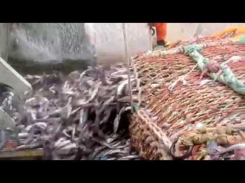 как ловить креветки в охотском море как ловить креветки в охотском море