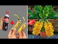 How to propagate bananas from coca to stimulate rapid rooting for beginners