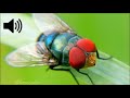 Housefly Sound Effect