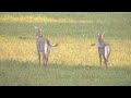 The nilgai is the largest antelope in Asia running around in field | Wild Bihar | Bharat | DSC 7960