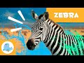 ZEBRAS 🦓 Animals for Kids 🍃 Episode 16