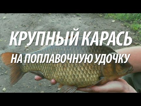 рыбалка на карася с нормундом грабовскисом на поплавочную удочку рыбалка на карася с нормундом грабовскисом на поплавочную удочку