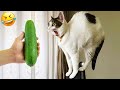 It's funny when the cats are scared by the cucumber in the background 😹