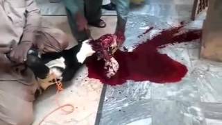 Rawalpindi Goat Qurbani on Eid Ul Azha 2015 - NZM