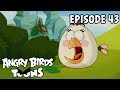 Angry Birds Toons | The Butterfly Effect - S1 Ep43