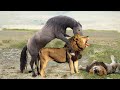 Lion King Is Helpless See His Mate Kicked Death By Wild Horse - Will Lion Get Revenge For His Mate?
