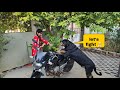 My dog become angry 😡| Rottweiler dog | try not to laugh |