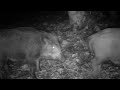 Wild boars in October