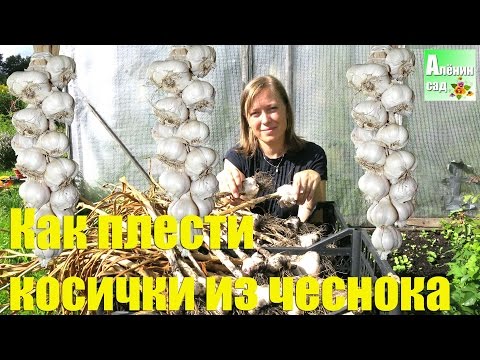 Как вяжут косы из чеснока Как вяжут косы из чеснока