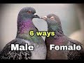 Male and Female in Pigeons ?? | 6 Ways to Identify