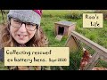 Rescuing ex battery hens.