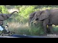 elephant road block with baby drinking from mom
