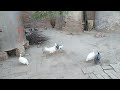 rooster vs guinea fowl || fighting between rooster and guinea fowl
