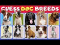 Guess The Dog Breeds 🐶  | Animal Quiz