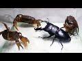 Black Titan Bug and 3 Crabs - King of Insects