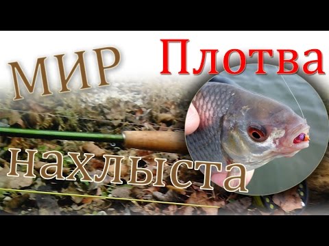 сорогу на нахлыст сорогу на нахлыст