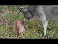 mother cow cleaning her brand new baby