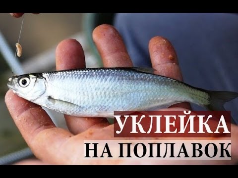 уклейка весной на поплавок уклейка весной на поплавок