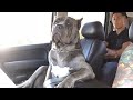 You Won't Believe What These Dogs Did Next! Funniest Dog Video