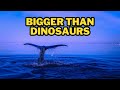 The Story Of The World First Whale!