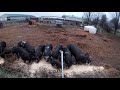 Breeding Pigs - Our Practices