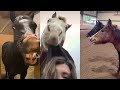 Funny and Cute Horse Videos // compilation