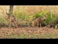 Blacktail deer attempting to mate