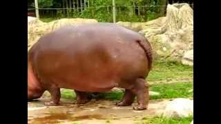 HIPPO HAS EXPLODING POO