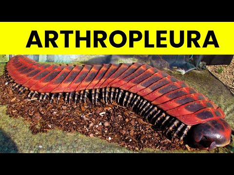 What Lived On Earth Before Dinosaurs 