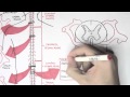 Neurology - Spinal Cord Introduction