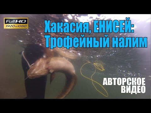 за налимом на енисее видео за налимом на енисее видео