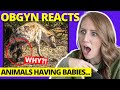 ObGyn Reacts: Weirdest Animal Births