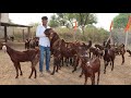 Big Breeder goat & bakriyan at Lucky goat farm