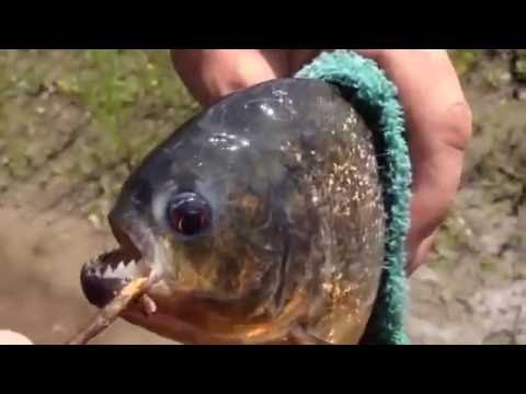 видео как ловят пираний видео как ловят пираний