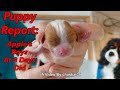 Puppy Report: Apple's Boys At 3 Days Old