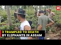 Elephant herd claims three lives, including two forest guards in Assam