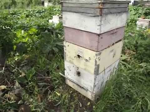Улей youtube
