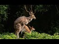 Spotted Deer Mating At Chitwan Nepal | Nepal wildlife tour | jungle safari in nepal | Animal mating