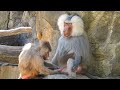 Berliner Zoo - Affen lausen sich gegenseitig