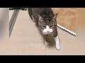 funny kittens on youtube