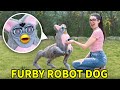 Making a Dog-Sized Furby Robot (and taking it on a walk)