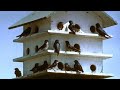 PURPLE MARTINS: HOW TO ATTRACT THEM & START UP & MONITOR A SUCCESSFUL COLONY! BY FRANK CATANZARO..