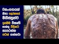 🎬 ඇනිමල් Kingdom : Movie Review Sinhala | Movie Explanation Sinhala | Sinhala Movie Review ආදරය