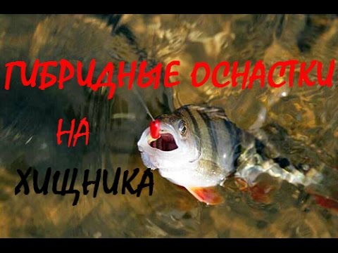 ловля гибрида в мае ловля гибрида в мае