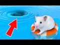 🌊 Hamster escapes from an underwater maze! 🐹